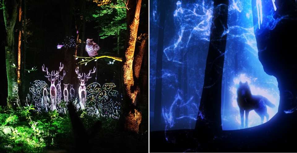 Lake Akan Forest Night Walk: Kamuy Lumina Ticket in Hokkaido | Japan