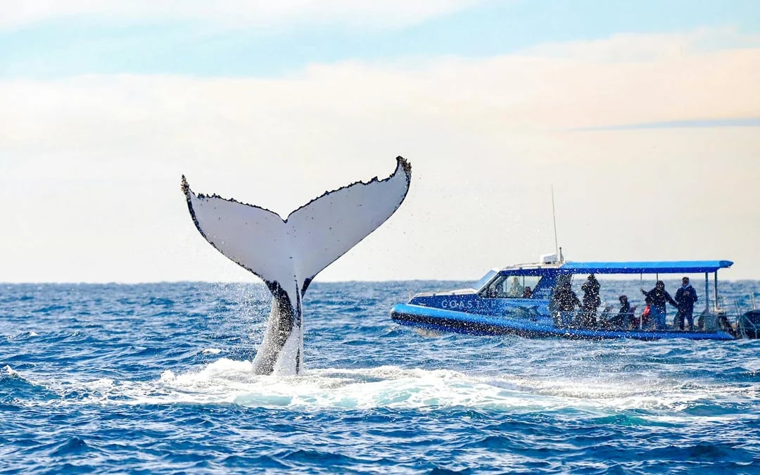 Lake Macquarie Whale Watching Eco Cruise Image 2