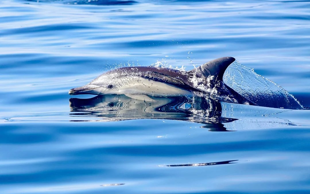 Lake Macquarie Whale Watching Eco Cruise Image 12