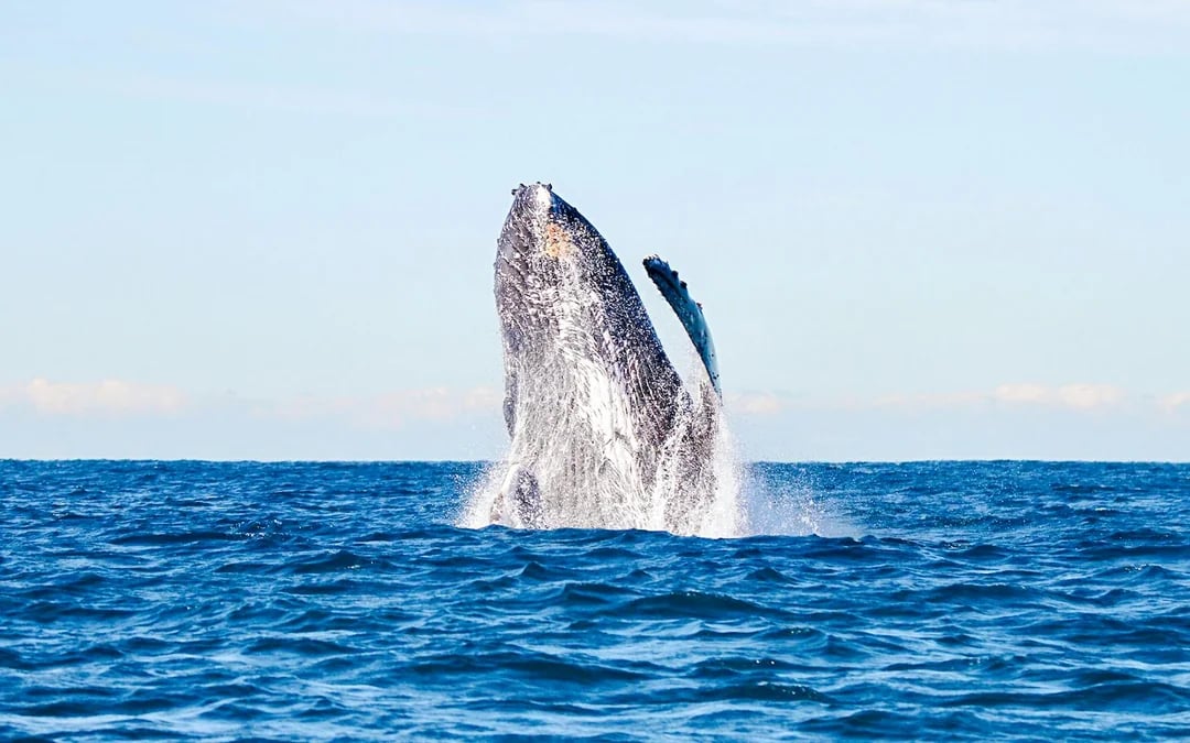 Lake Macquarie Whale Watching Eco Cruise Image 3