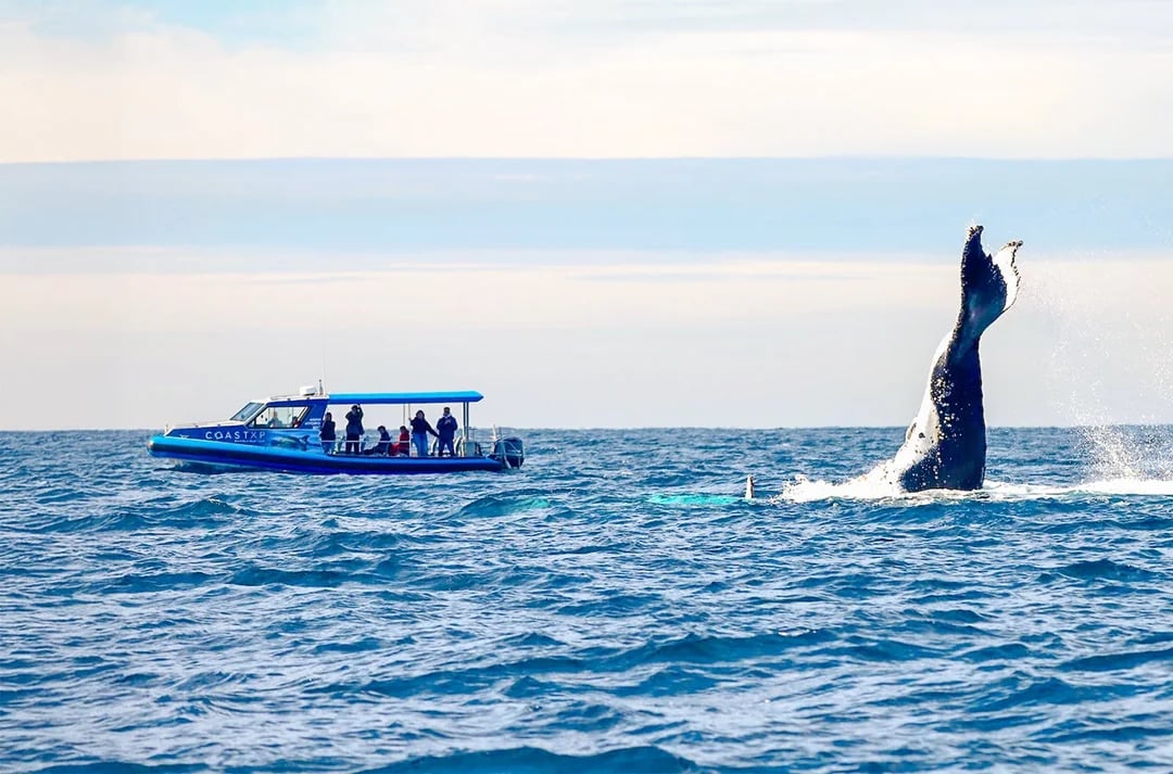 Lake Macquarie Whale Watching Eco Cruise Image 8
