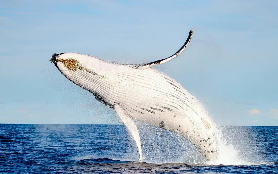 Lake Macquarie Whale Watching Eco Cruise Image 9