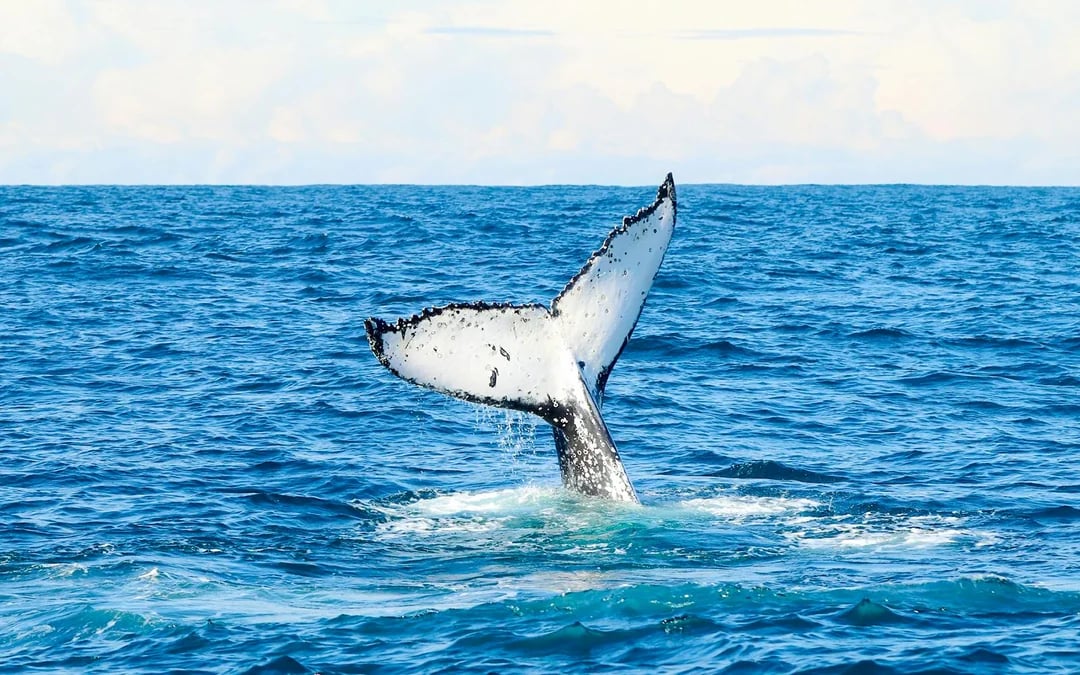 Lake Macquarie Whale Watching Eco Cruise Image 10