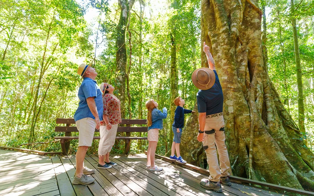 Lamington National Park, O’Reilly’s Rainforest Retreat & Vineyard Tour Image 4
