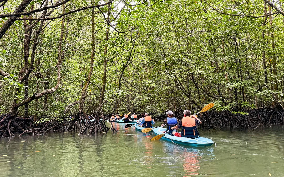 Langkawi Mangrove Kayak Tour Image 2