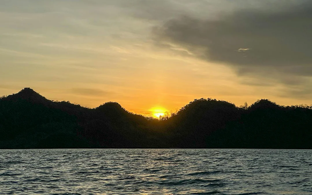 Langkawi Night Mangrove Tour Image 4