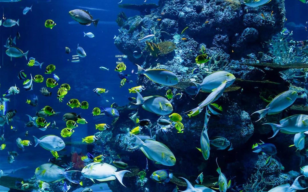 Langkawi Underwater World Tickets Image 3