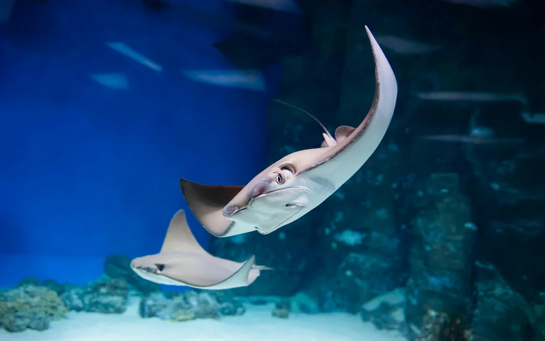 Langkawi Underwater World Tickets Image 5