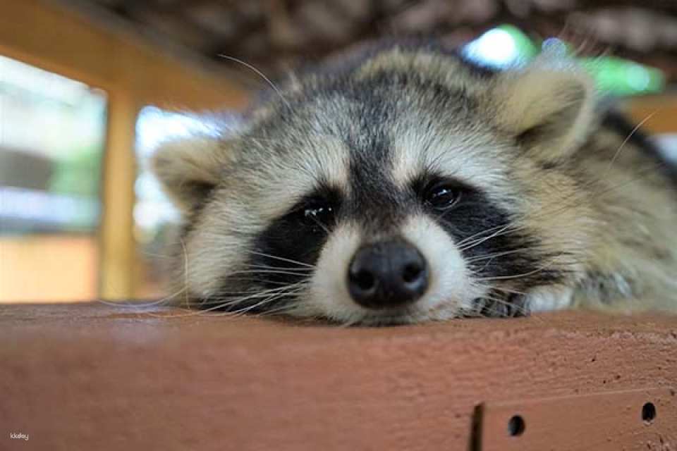 Langkawi Wildlife Park Ticket | Malaysia