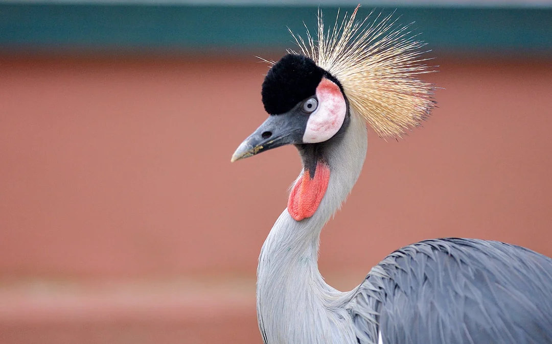 Langkawi Wildlife Park Tickets Image 3