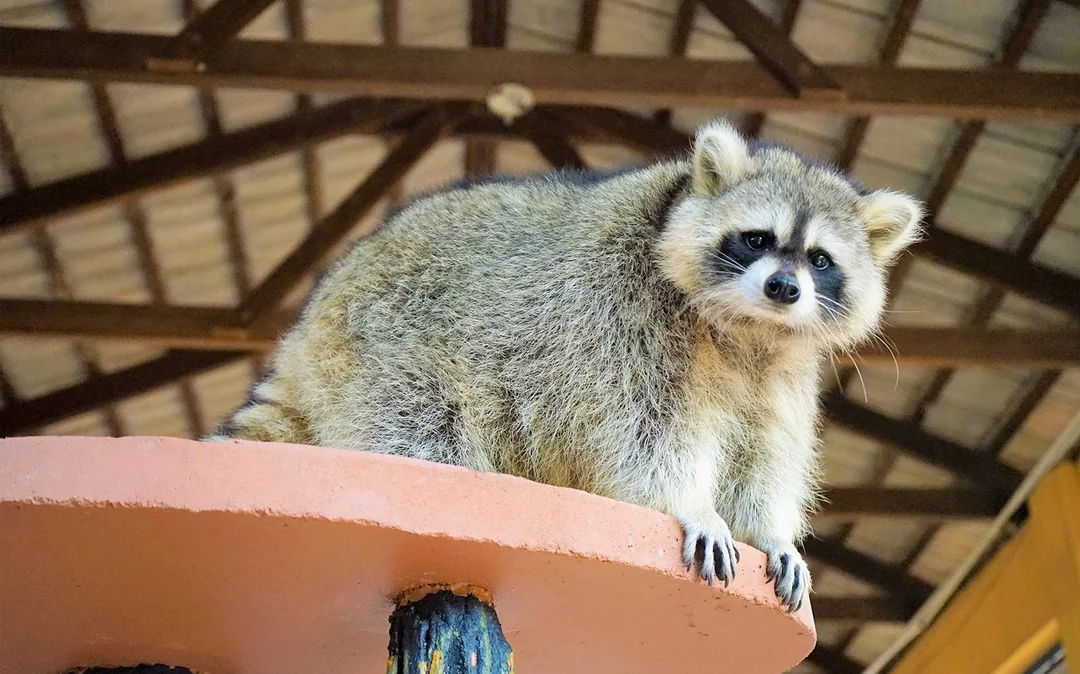 Langkawi Wildlife Park Tickets Image 4