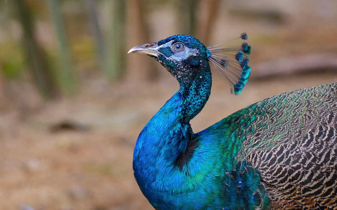 Langkawi Wildlife Park Tickets Image 5