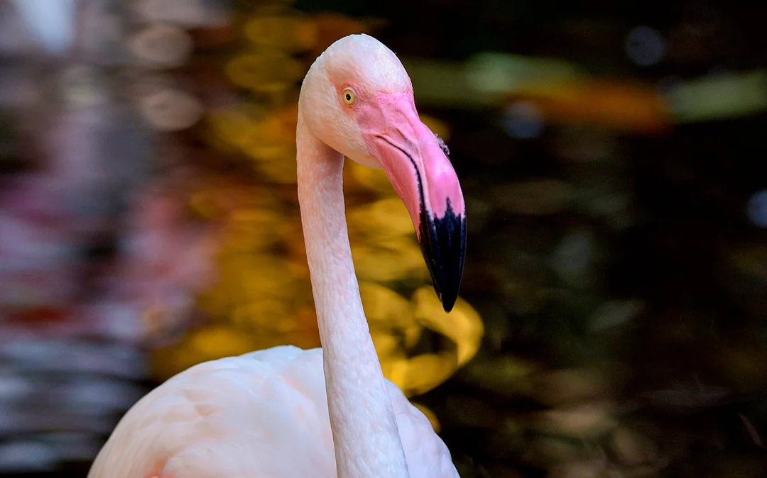 Langkawi Wildlife Park Tickets Image 6