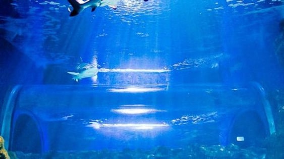 Lanzarote Aquarium: Skip The Line Ticket Senior