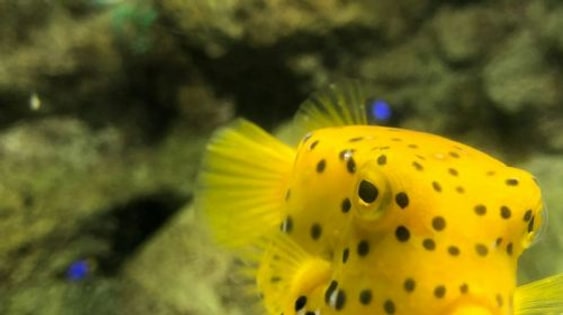 Lanzarote Aquarium: Skip The Line Ticket Senior