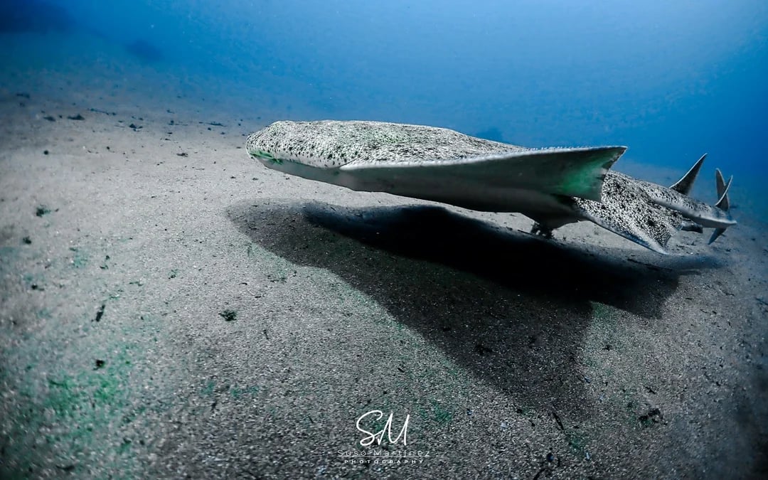 Lanzarote Intro Scuba Diving SSI Basic Diver with 2 Dives Image 1