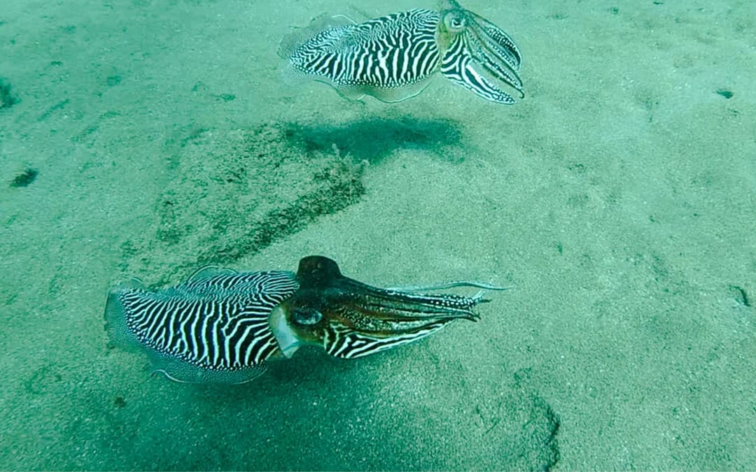 Lanzarote Try Scuba Diving for Beginners: 1 Dive with Photos & Videos Image 1
