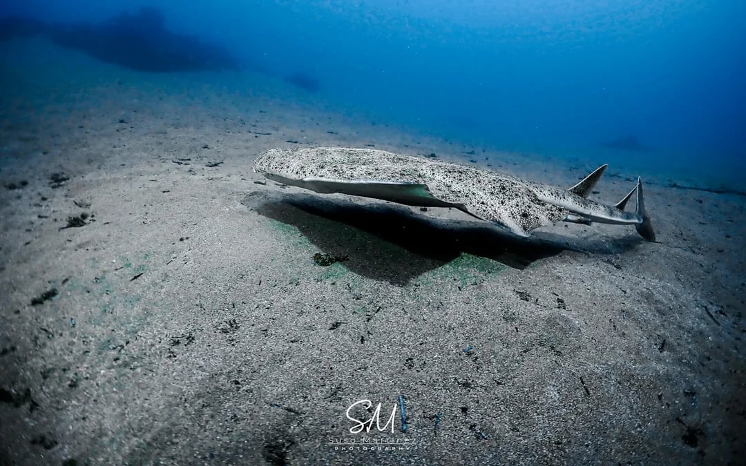 Lanzarote Try Scuba Diving for Beginners: 1 Dive with Photos & Videos Image 4