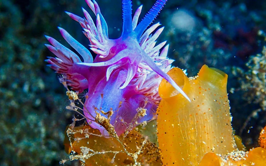 Lanzarote Try Scuba Diving for Beginners: 1 Dive with Photos & Videos Image 5