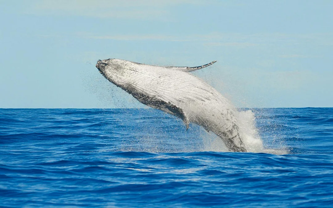 Las Galletas: Small Group Whale & Dolphin Watching Cruise  Image 2