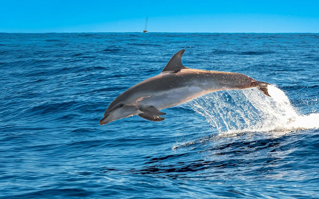 Las Galletas: Small Group Whale & Dolphin Watching Cruise  Image 3