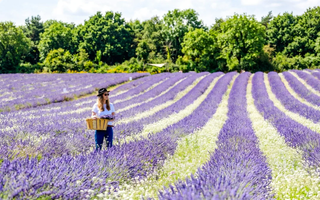 Lavender Fields Family Estate Visit Image 2