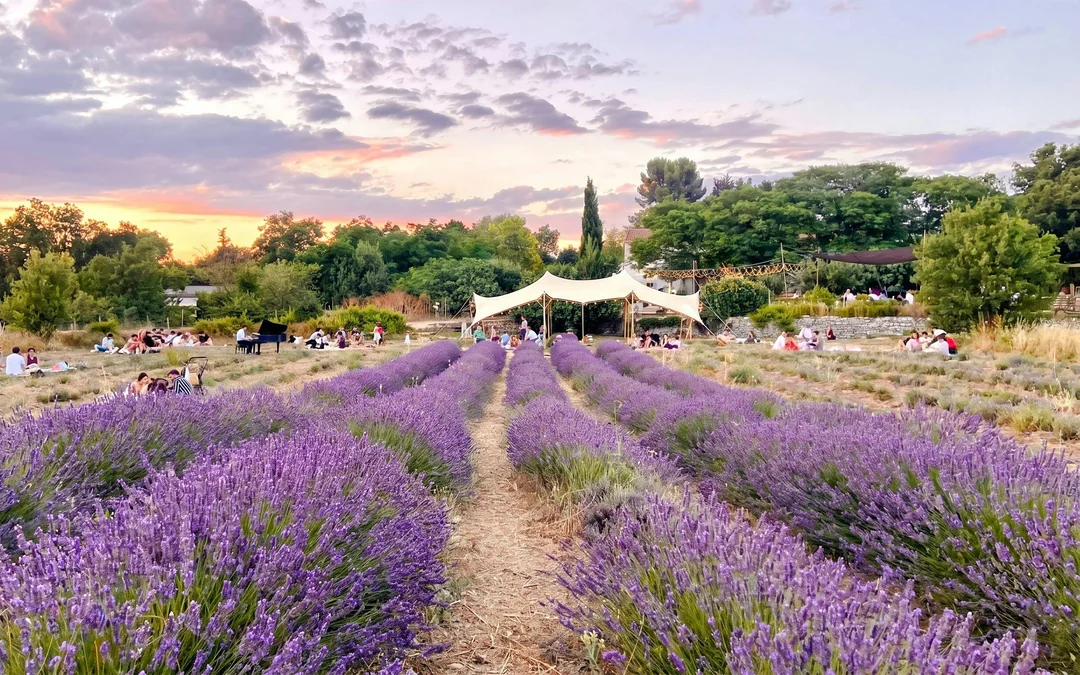 Lavender Fields Family Estate Visit Image 3