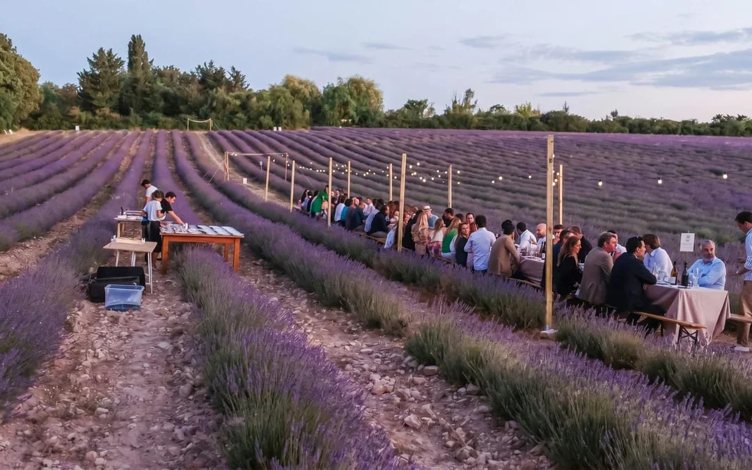 Lavender Fields Family Estate Visit Image 10
