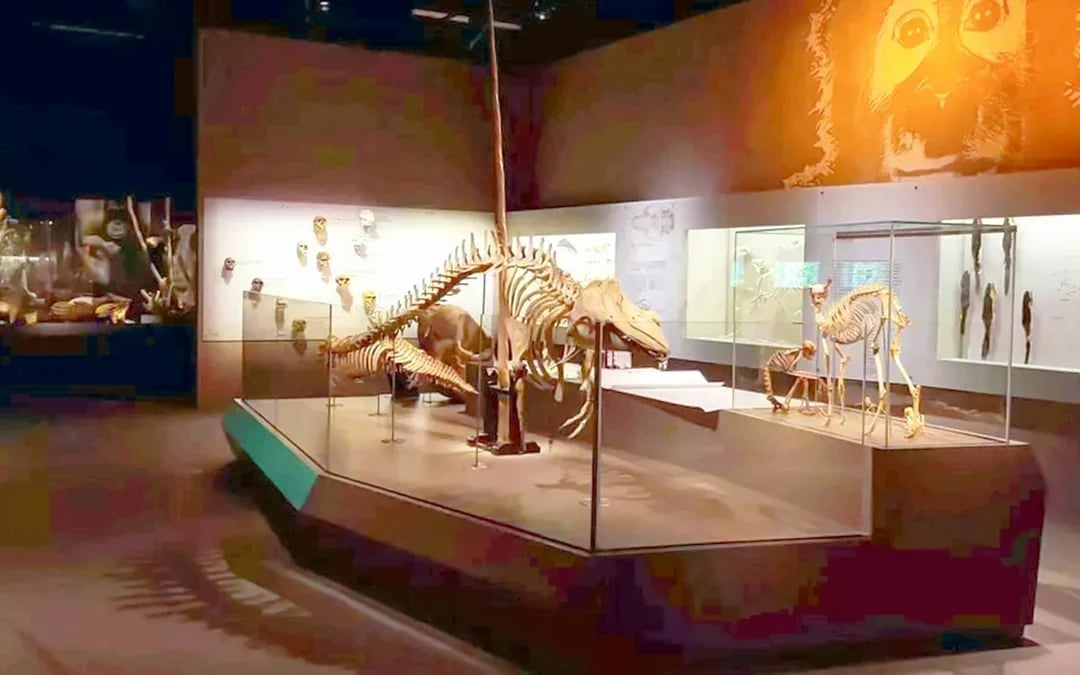 Lee Kong Chian Natural History Museum Tickets Image 7