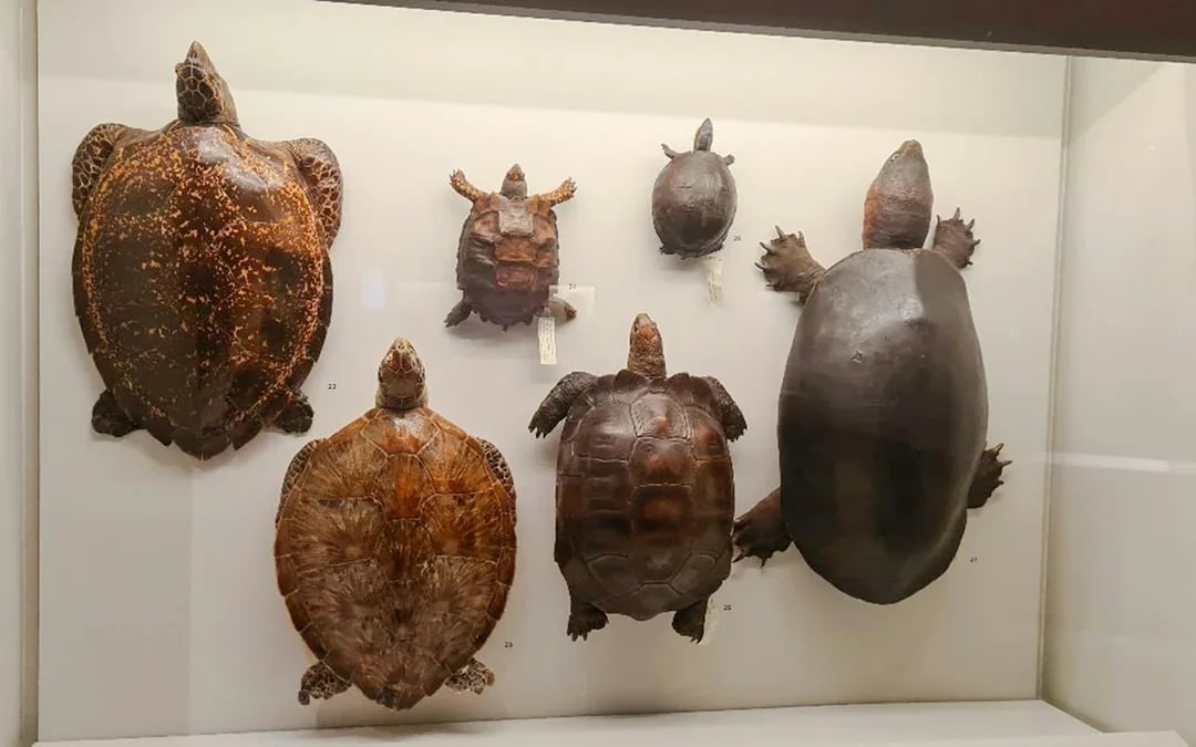 Lee Kong Chian Natural History Museum Tickets Image 8
