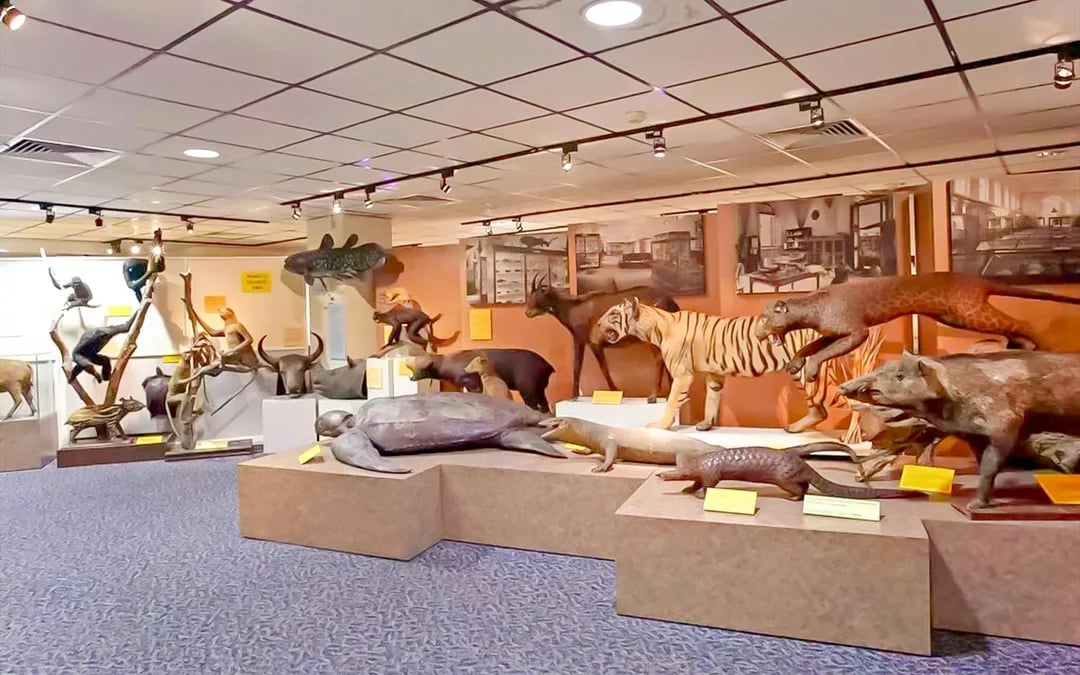 Lee Kong Chian Natural History Museum Tickets Image 9