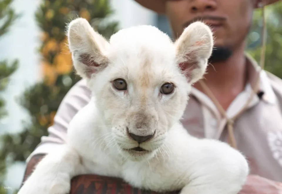 Lion Land Phuket Admission Ticket | Thailand
