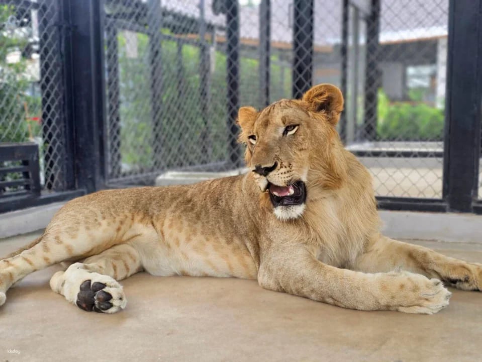 Lion Land Phuket Admission Ticket | Thailand