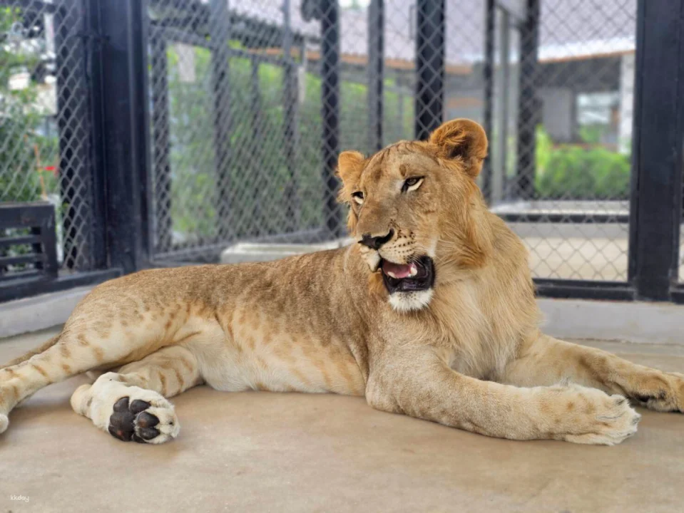 Lion Land Phuket Admission Ticket | Thailand