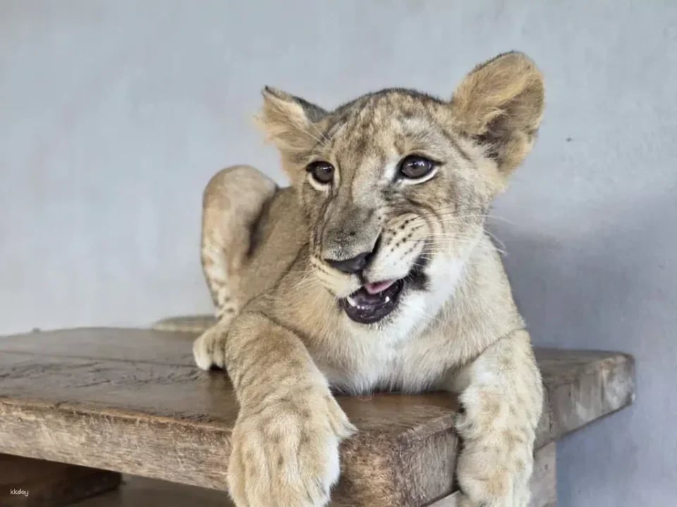 Lion Land Phuket Admission Ticket | Thailand