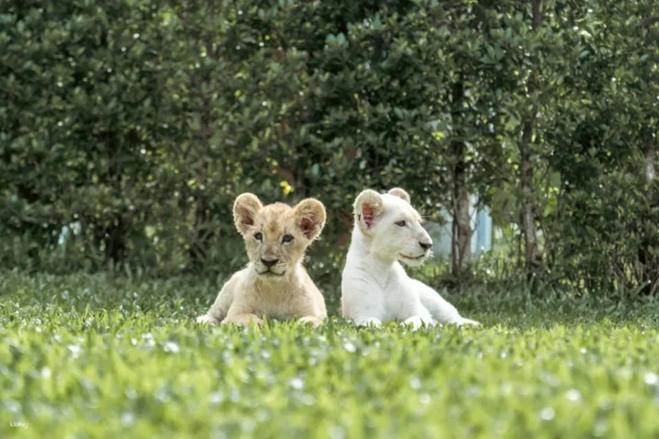 Lion Land Phuket Admission Ticket | Thailand