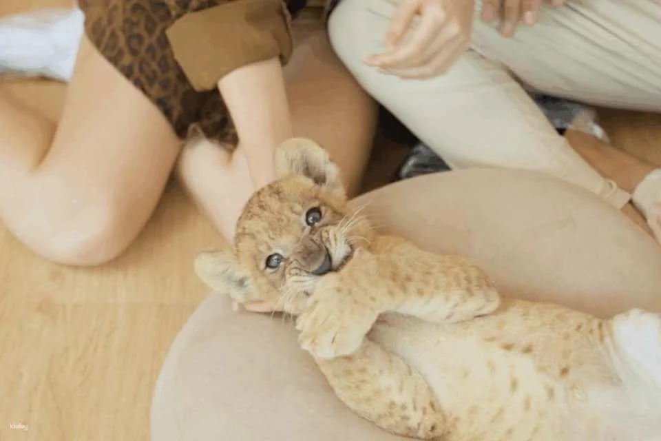 Lion Land Phuket Admission Ticket | Thailand