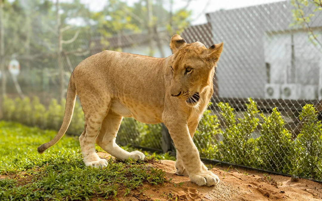 Lion Land Phuket Tickets Image 4
