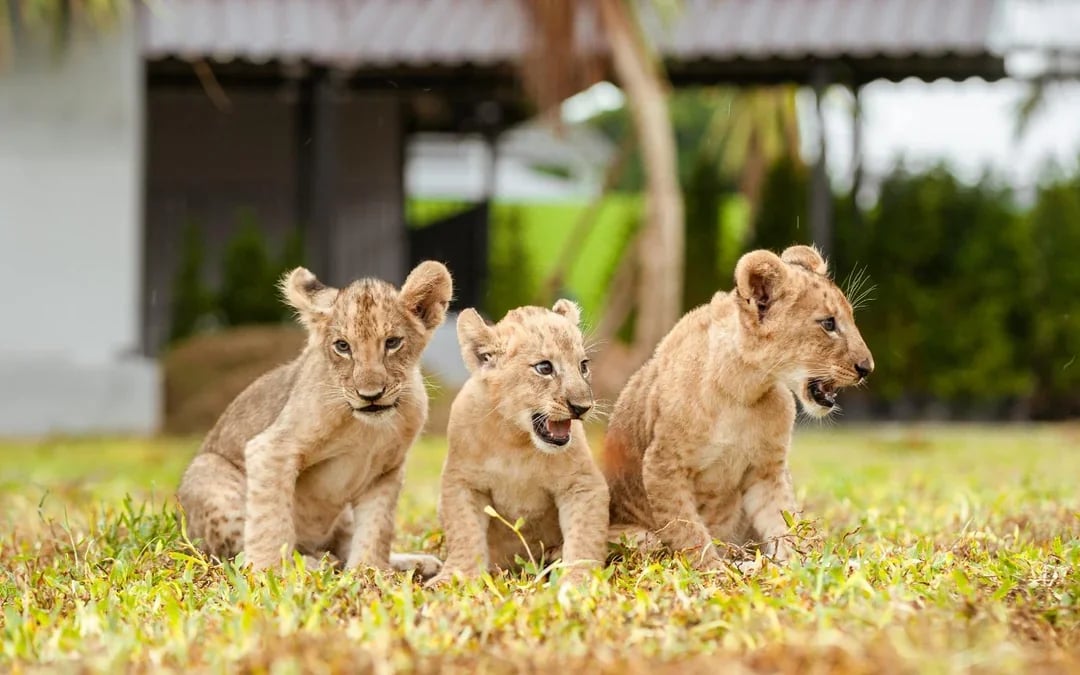 Lion Land Phuket Tickets Image 6