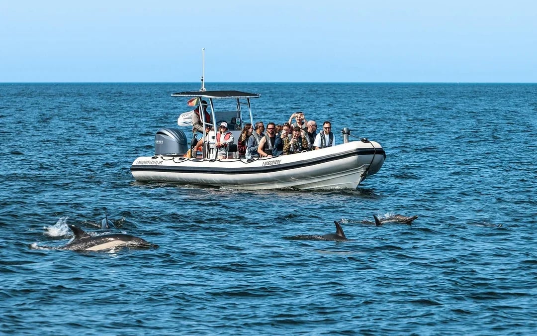 Lisbon Dolphin Watching Cruise Image 1