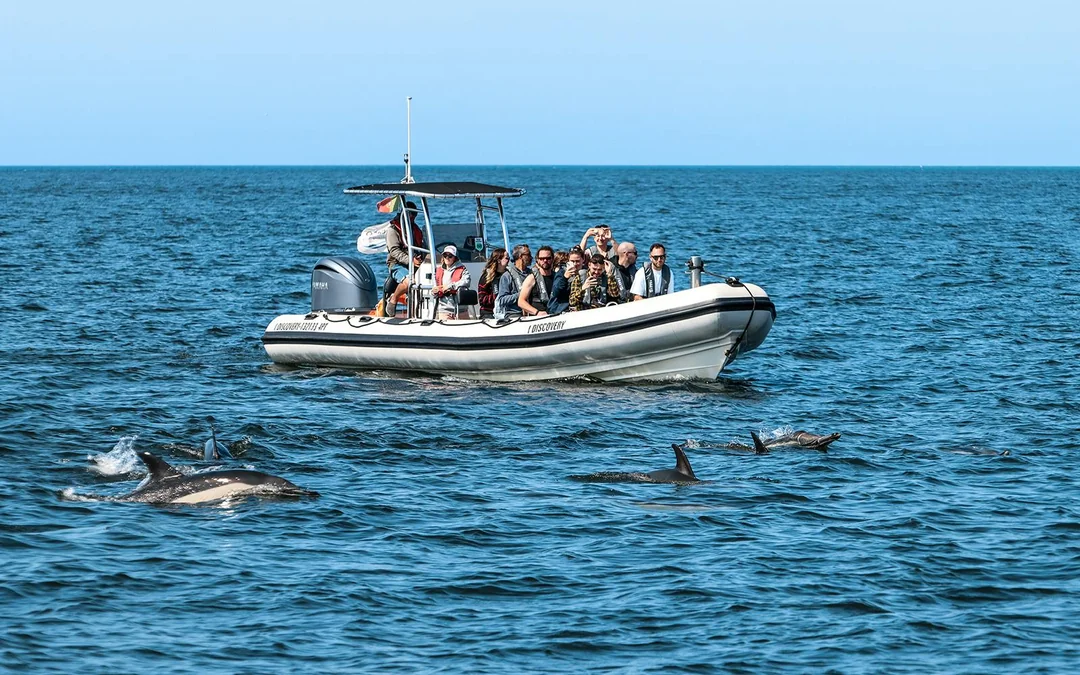 Lisbon Dolphin Watching Cruise Image 1