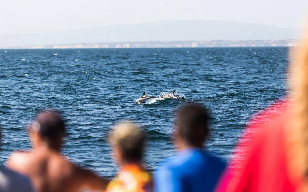 Lisbon Dolphin Watching Cruise Image 2
