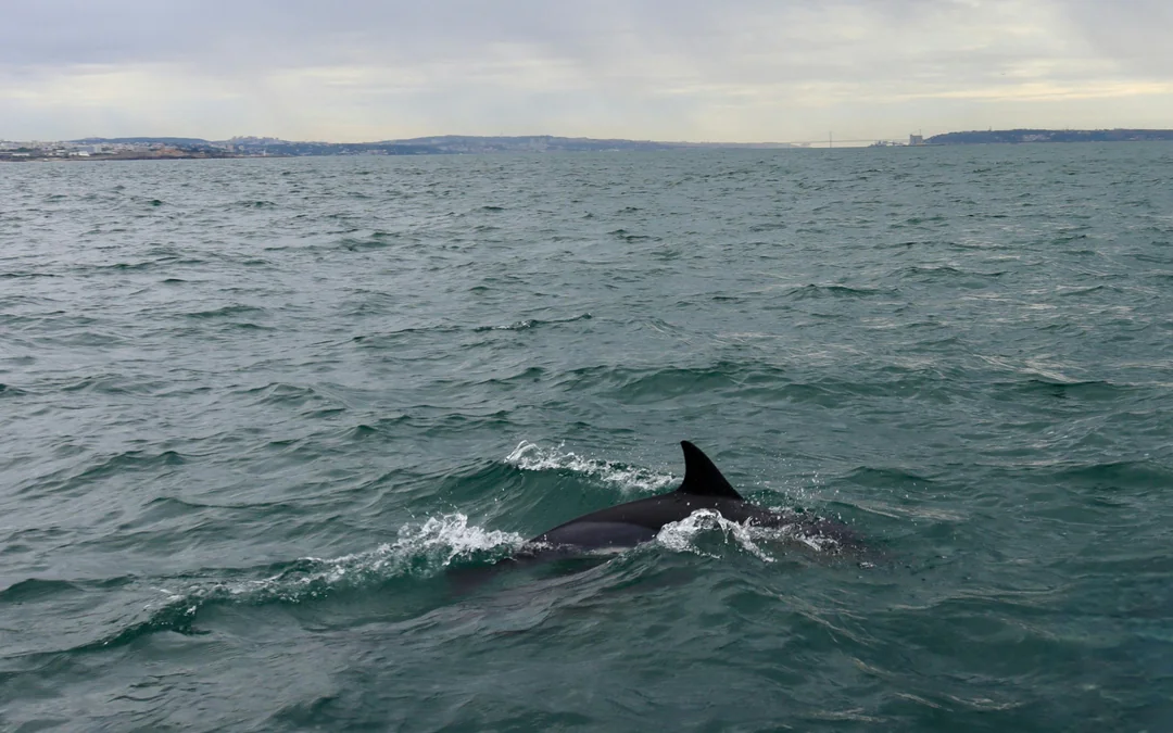 Lisbon Dolphin Watching Cruise Image 11