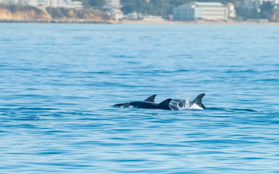 Lisbon Dolphin Watching Cruise Image 3