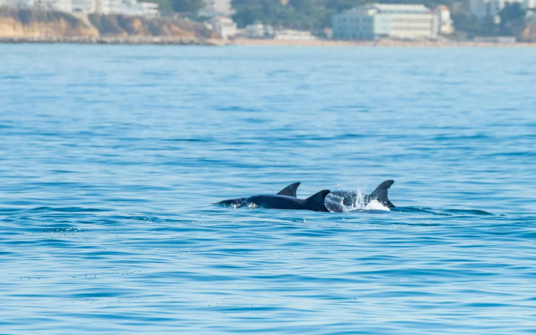 Lisbon Dolphin Watching Cruise Image 3