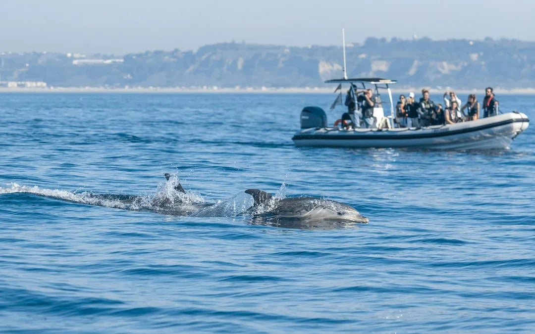 Lisbon Dolphin Watching Cruise Image 4