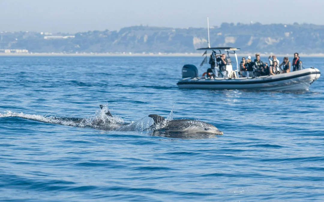 Lisbon Dolphin Watching Cruise Image 4