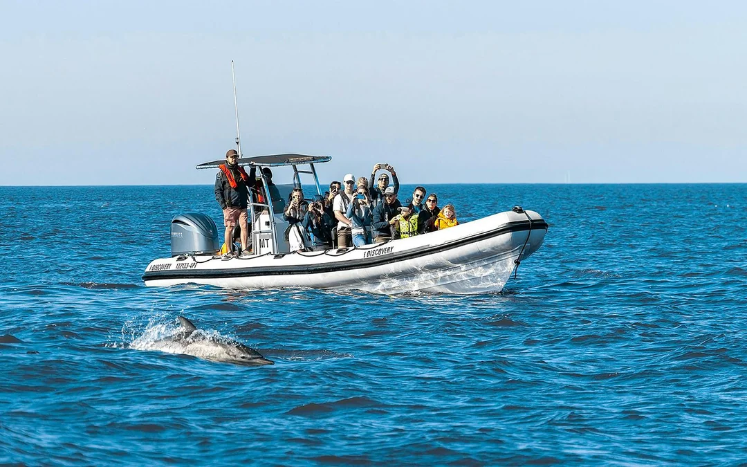 Lisbon Dolphin Watching Cruise Image 5