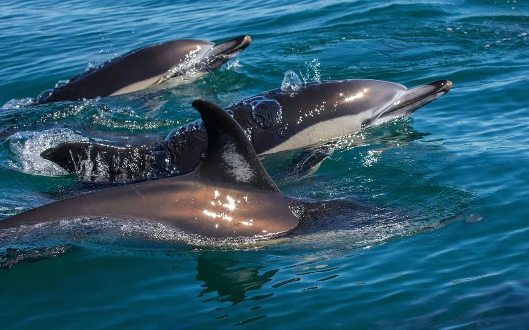 Lisbon Dolphin Watching Cruise Image 6