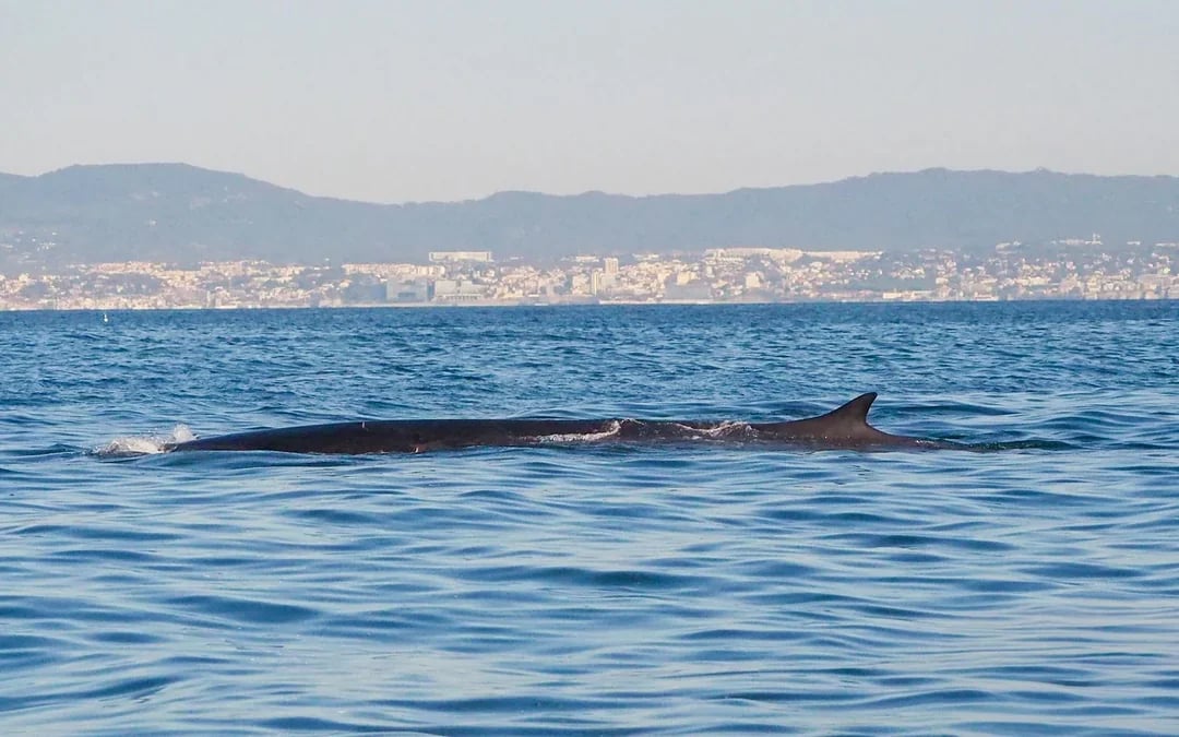 Lisbon Dolphin Watching Cruise Image 8